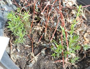 gallium boreale 2016 start