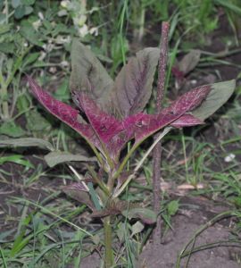 amaranthus fold up