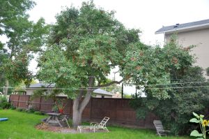 apple tree