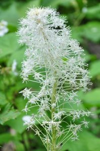 bear grass blossoms