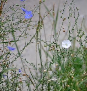 blue and white flax