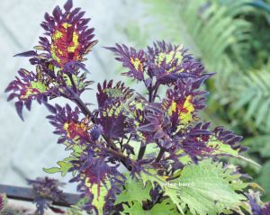 coleus colour