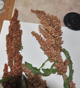 dry and drying dock seed