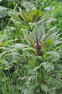 elephant head amaranthus