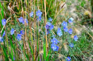 flax flowers b
