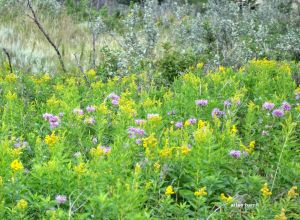 horseshoe canyon solidago and bergamot b