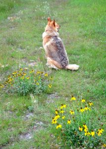 patient Nessie and the yellow prairie coneflowers