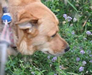 patient nessie in the alfalfa