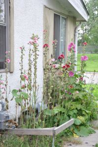 sad hollyhocks again aug 2016