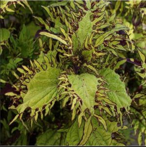 sea anemone coleus