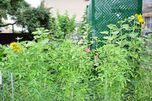 tomatoes tomatoes everywhere