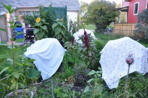 frost-advisory-sept-12-putting-the-garden-to-bed