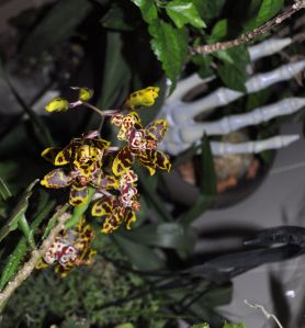 odontoglossum-sept-2016