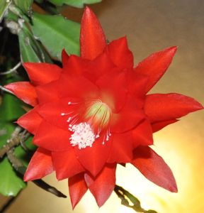 orchid-cactus-sept-2016