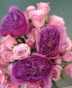 the-beauty-of-old-roses-c