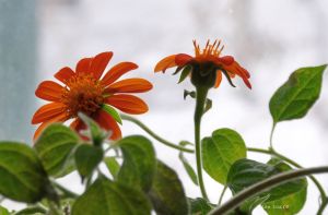 january-tithonia