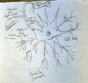 neuron-sketch